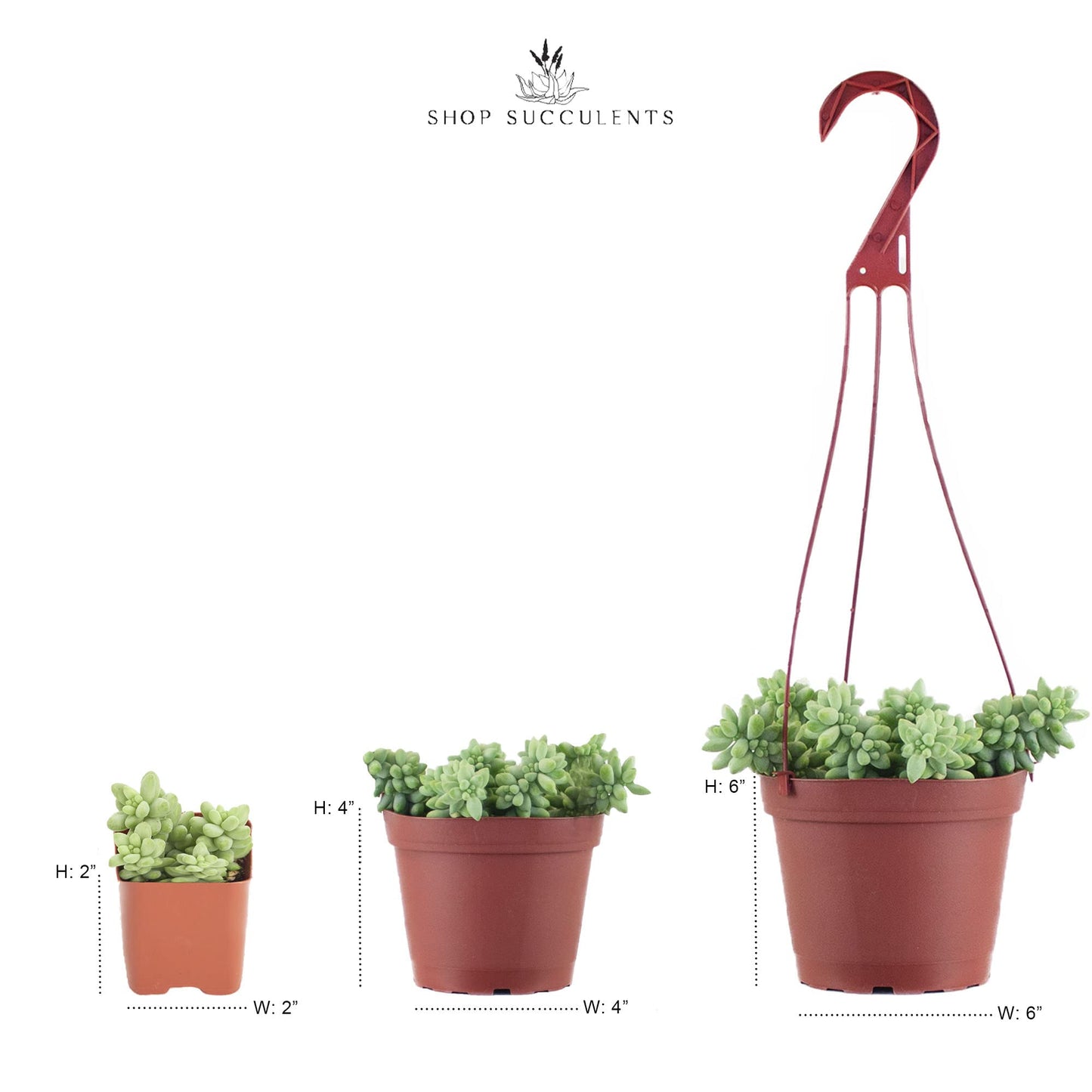 Shop Succulents | Hanging Collection of Live Succulent Plants, Hand Selected String of Pearls & Burrito Sedum Variety | Collection of 2 in 6" Grow Pot