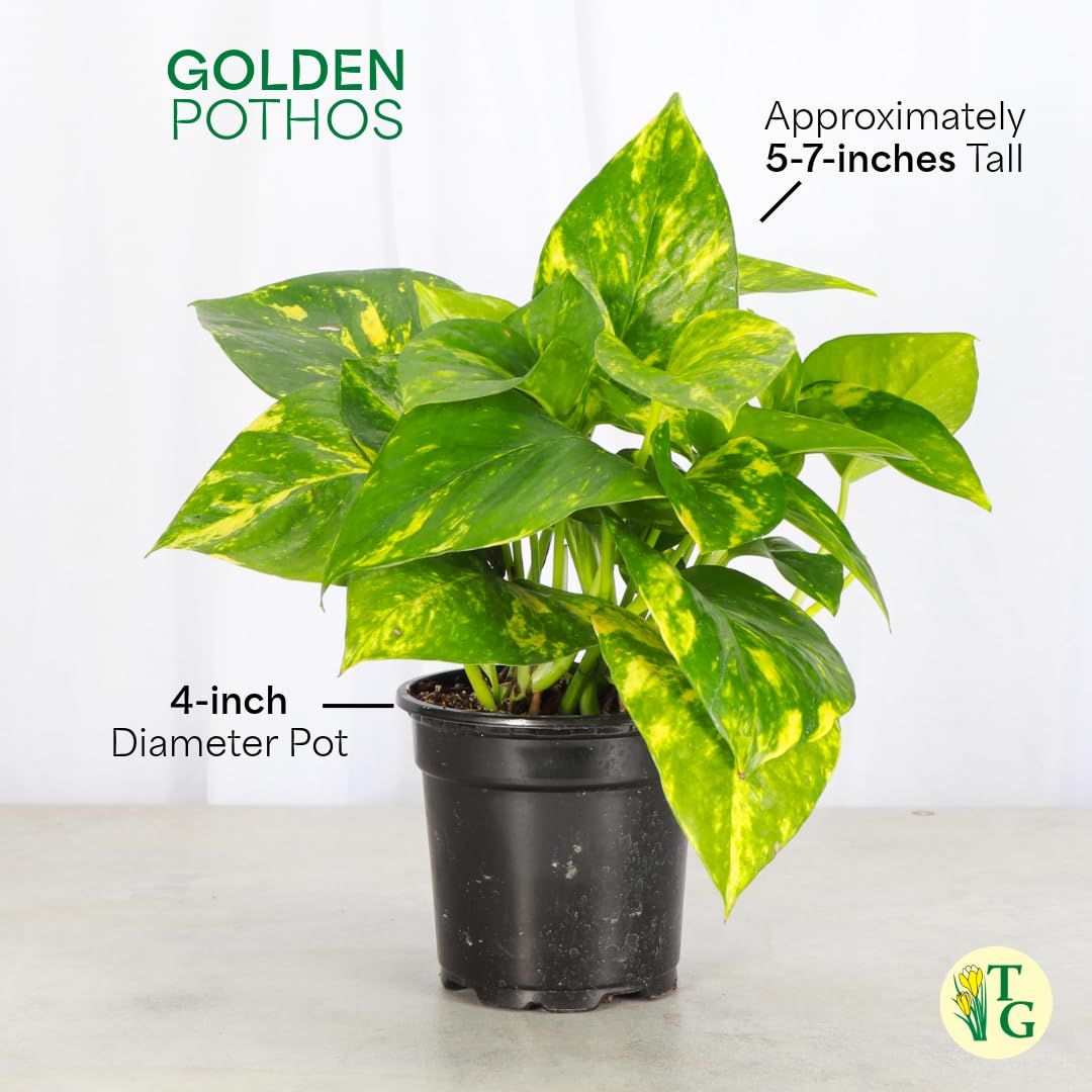 Thorsen's Greenhouse Golden Pothos, Live Indoor Vining Plant, Easy to Grow, Variegated Houseplant, Natural Air Purifier (Copper, 4-inch Pot)