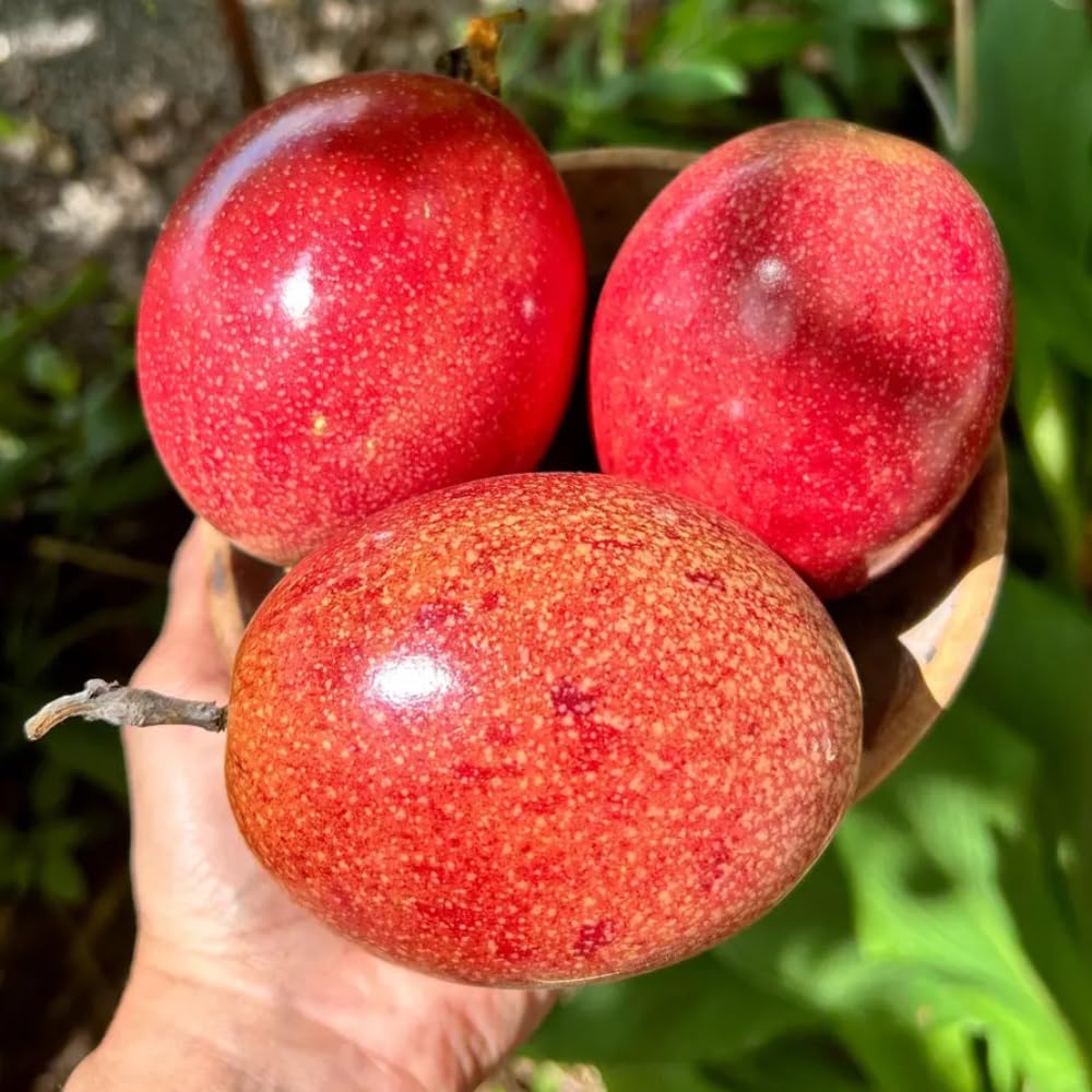 Red Passion Fruit Vine Plant Live, Perennial Tropical Fruit Tree for Garden or Trellis, 5-10 Inches Tall, Passionfruit Seedling