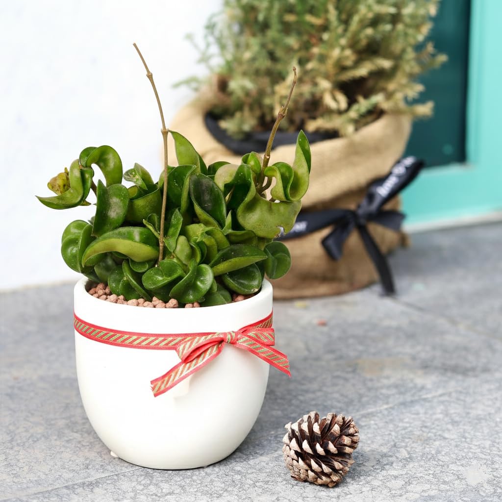 Hoya Rope Plant - Air Purifying, Unique Leaves, Tropical Houseplants - Hindu Indian Rope Plant, House Warming or Birthday Gift (4")