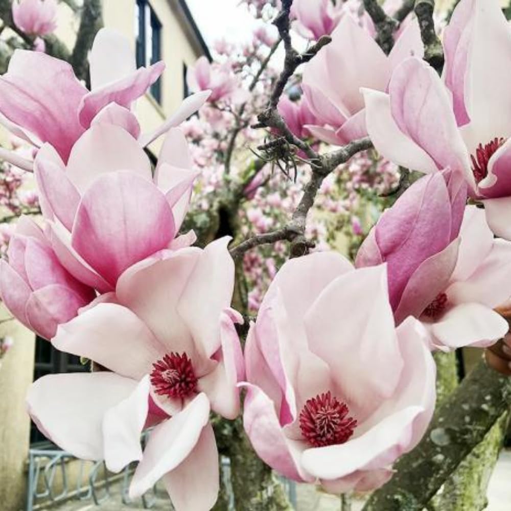 Jane Magnolia Tree Live Plant in 2.5 Inches in Pot, Starter Plant, Fragrant Perennial Ornamental Plants Shrub for Outdoor Garden