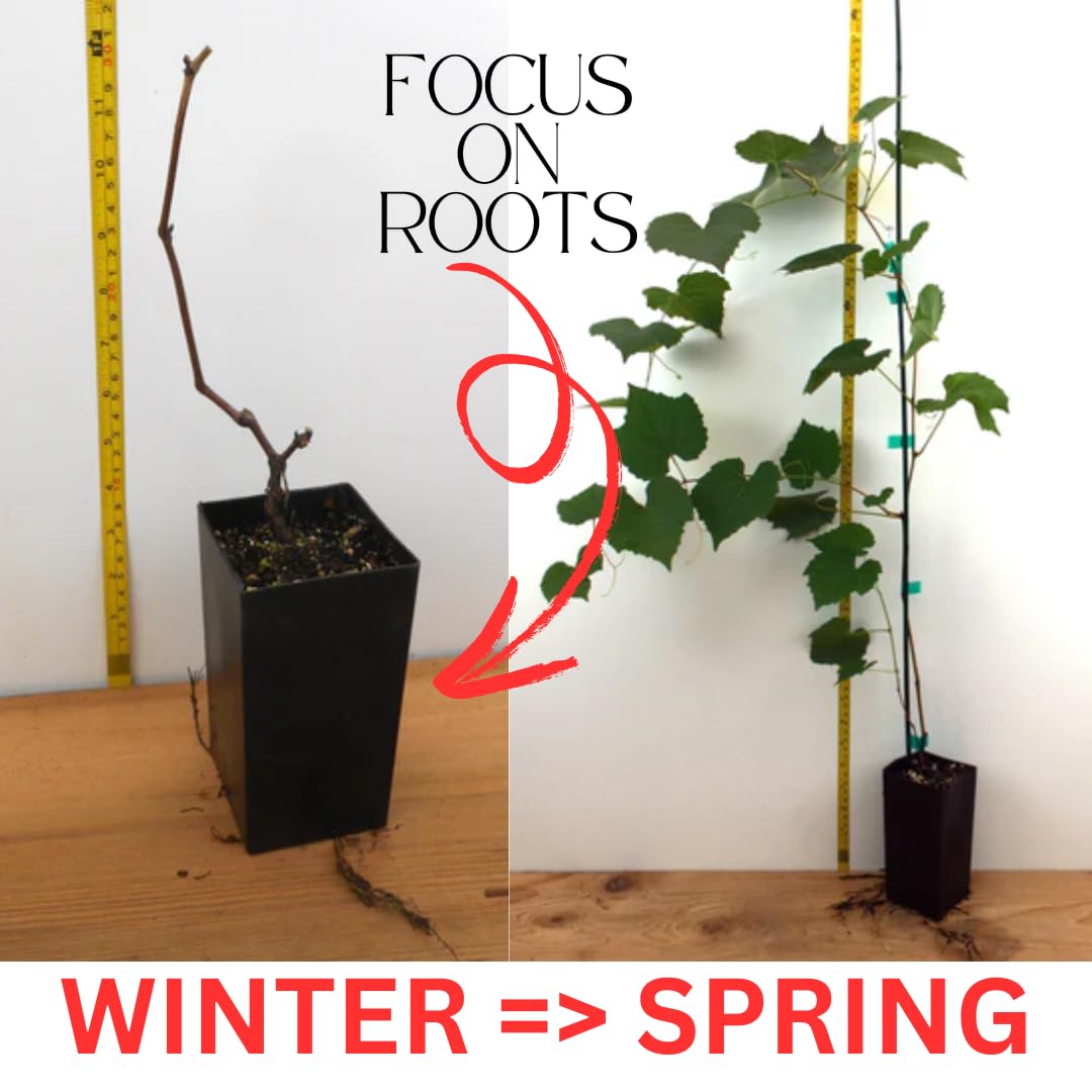Red Seedless Grape Vines Trees Live Plants, Well-Rooted 1 to 2 Years Old Trim 5-9" in Tall, Grapes Plant Live for Outdoor Planting, Zones 3-9
