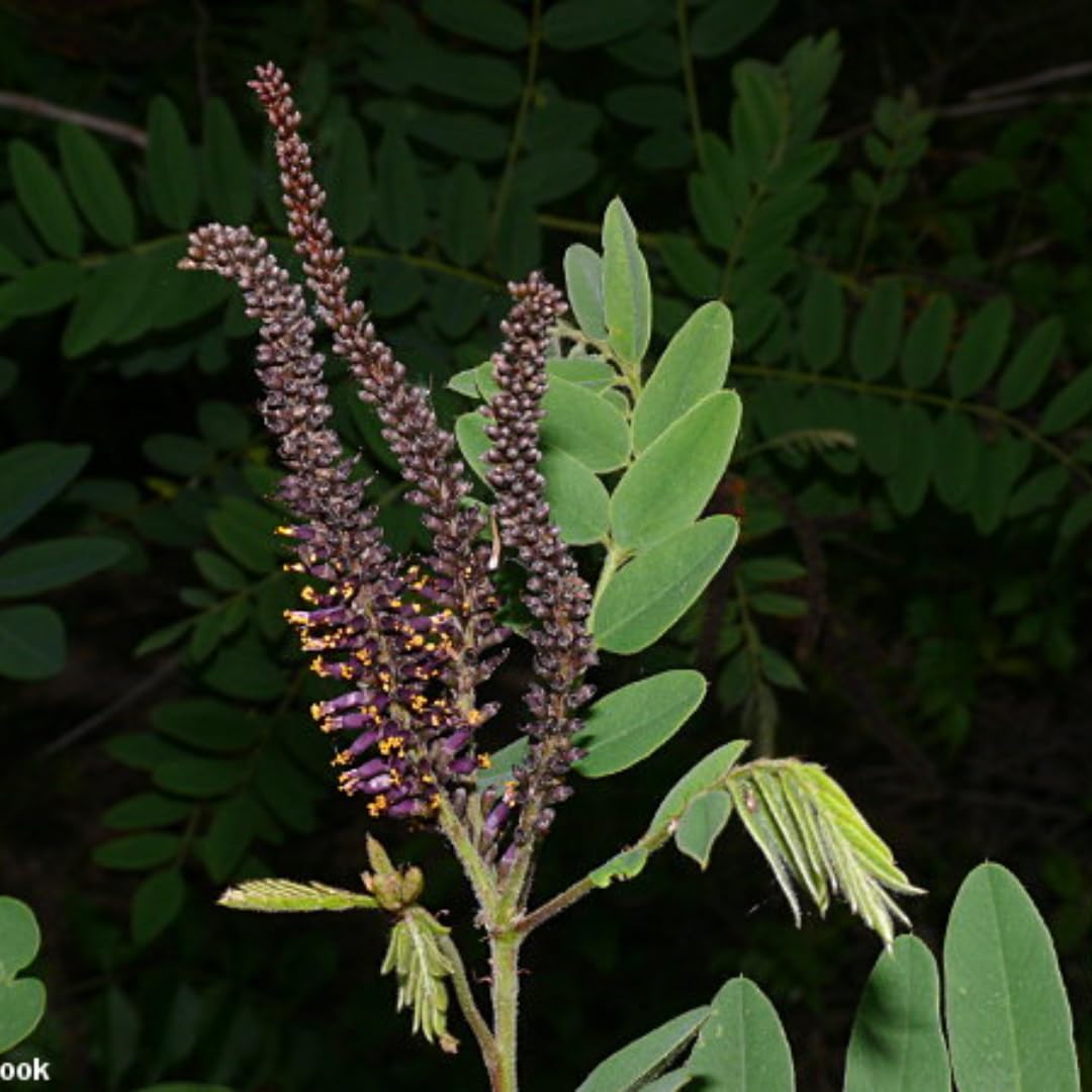 5 Amorpha fruticosa Live Plants 6–12 Inch | False Indigo Bush Starter Tree | Fast-Growing Native Plant with Showy Purple Blooms | Great for Wild Gardens