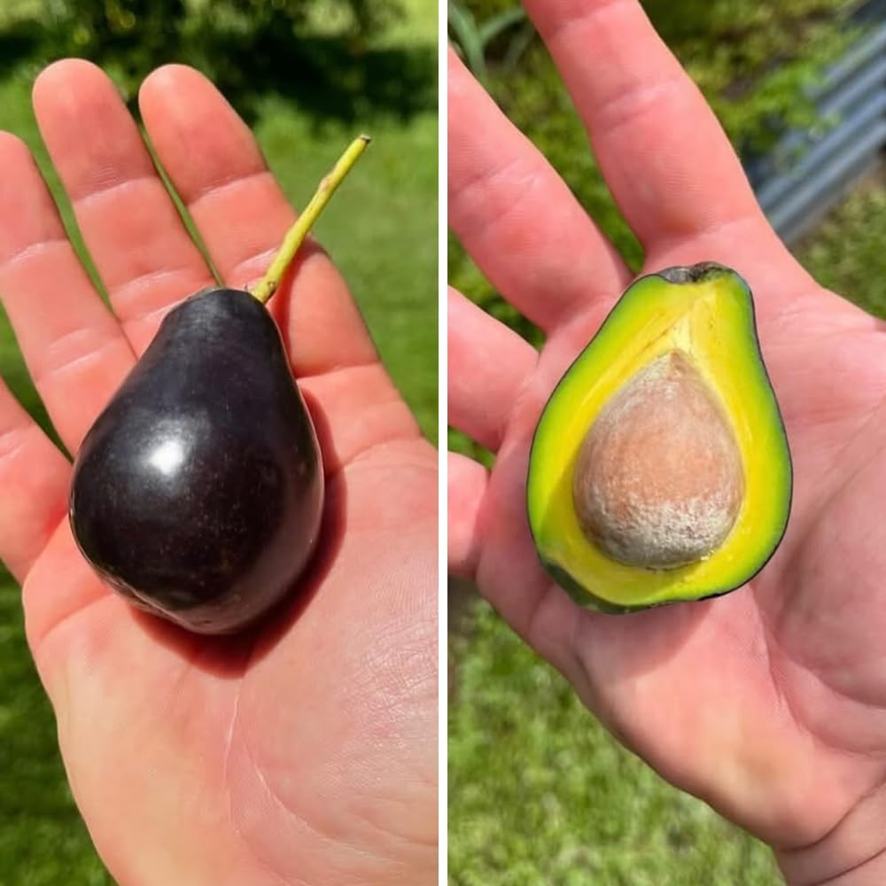 Dwarf Avocado Plant Live, Avocado Fruit Tree in 3 Gallon Pot, Cold Hardy Avocado Plant for Container or Garden, 1-2 Feet Tall, No Ship to CA