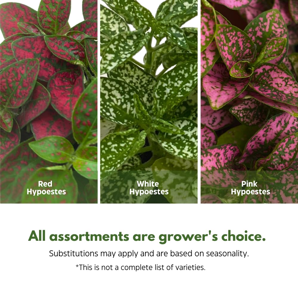 BubbleBlooms Polka Dot Plant Assortment in a 4 inch Pot Hypoestes Phyllostachya, Pink, White, and red, Flamingo Splash, Set of 3