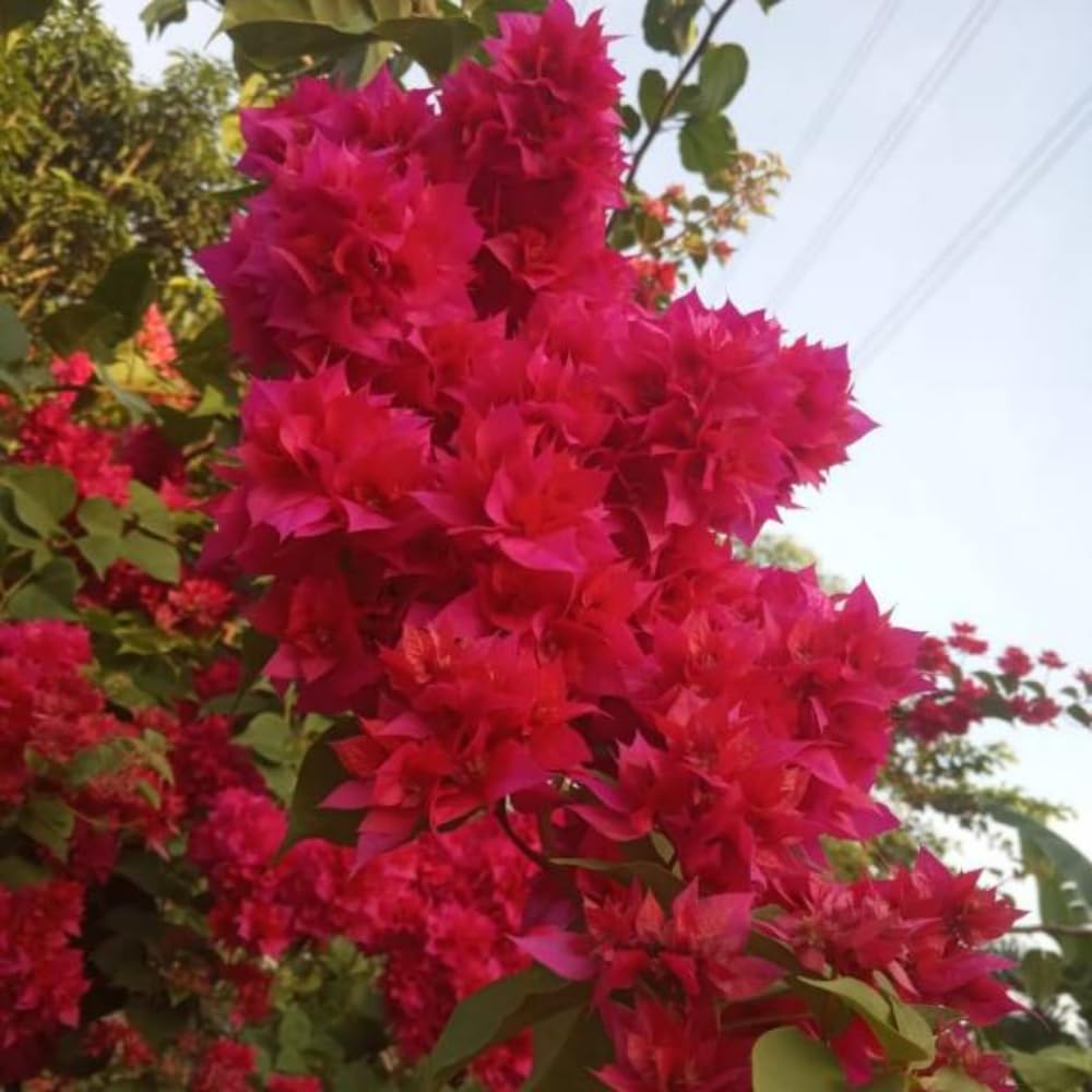 2 Bougainvillea Plants Live, Bougainvillea Flowering Vine Plant, Colorful Climbing Plants for Indoor Outdoor Garden 4-7 Inches (Double Red)