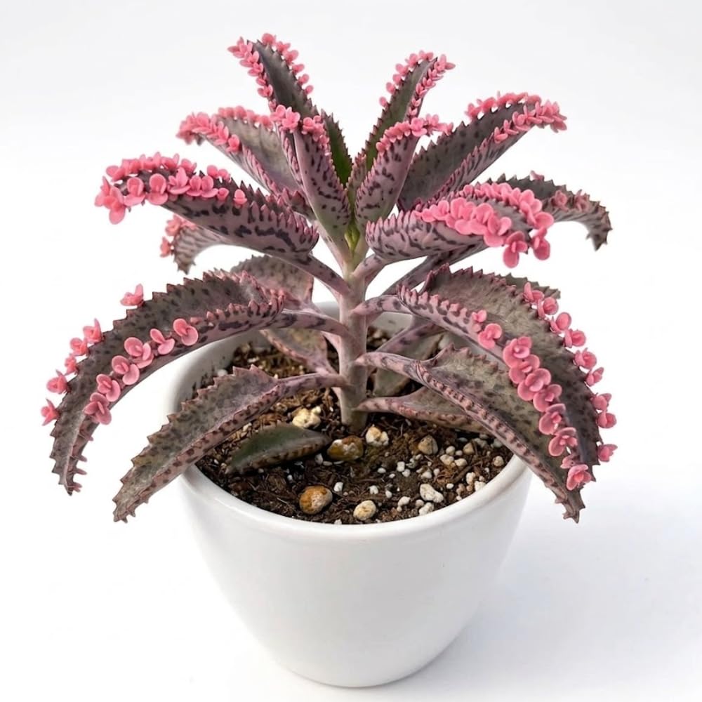 Kalanchoe Pink Butterfly Live Succulent Plant – 2 Inch Potted, Low Maintenance Colorful Succulent for Modern Indoor Landscapes, Beautiful Gift for Plant Lovers