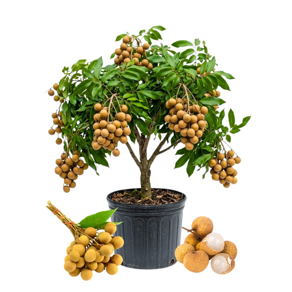 Longan Tree Live Plant, Longan Fruit Tree, Well Rooted in 4 Inc Pot, 8-10 Inc Tall, Sweet Tropical Fruit Tree for Indoor Outdoor Growing