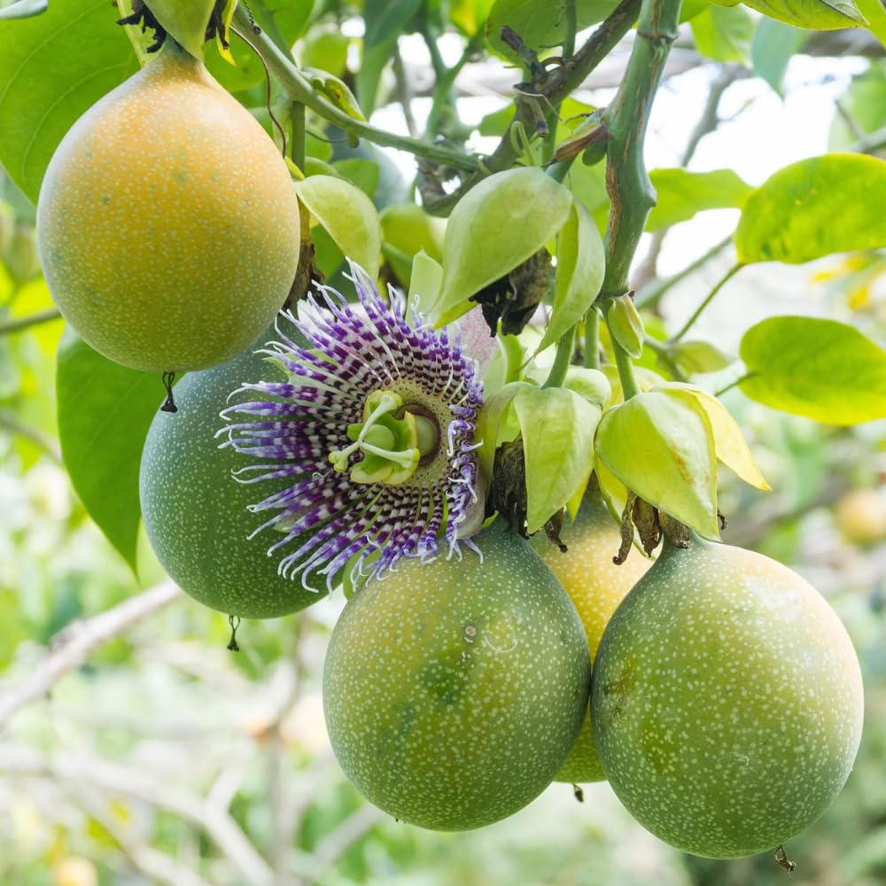 Passion Fruit Plant Live 4-7 Inch, Passionfruit Vine for Outdoor Garden, Tropical Climbing Vine for Trellis, Fence or Backyard Growing (Yellow Passionfruit)