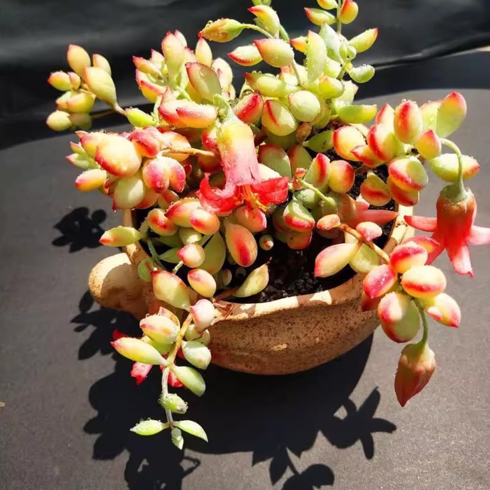 Cotyledon Pendens Succulent Live Plant Potted, Trailing Succulent Rare House Plant for Home Office Decoration, Indoor Outdoor Growing, 4" Pot, Starter Plants
