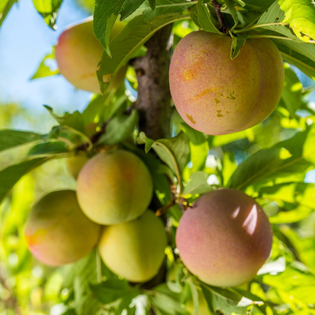 Live Red Plum Fruit Tree, Sweet Fruit Tree, 3 Feet Tall in 3 Gallon Pot, Ready for Outdoor Planting, No Ship to CA