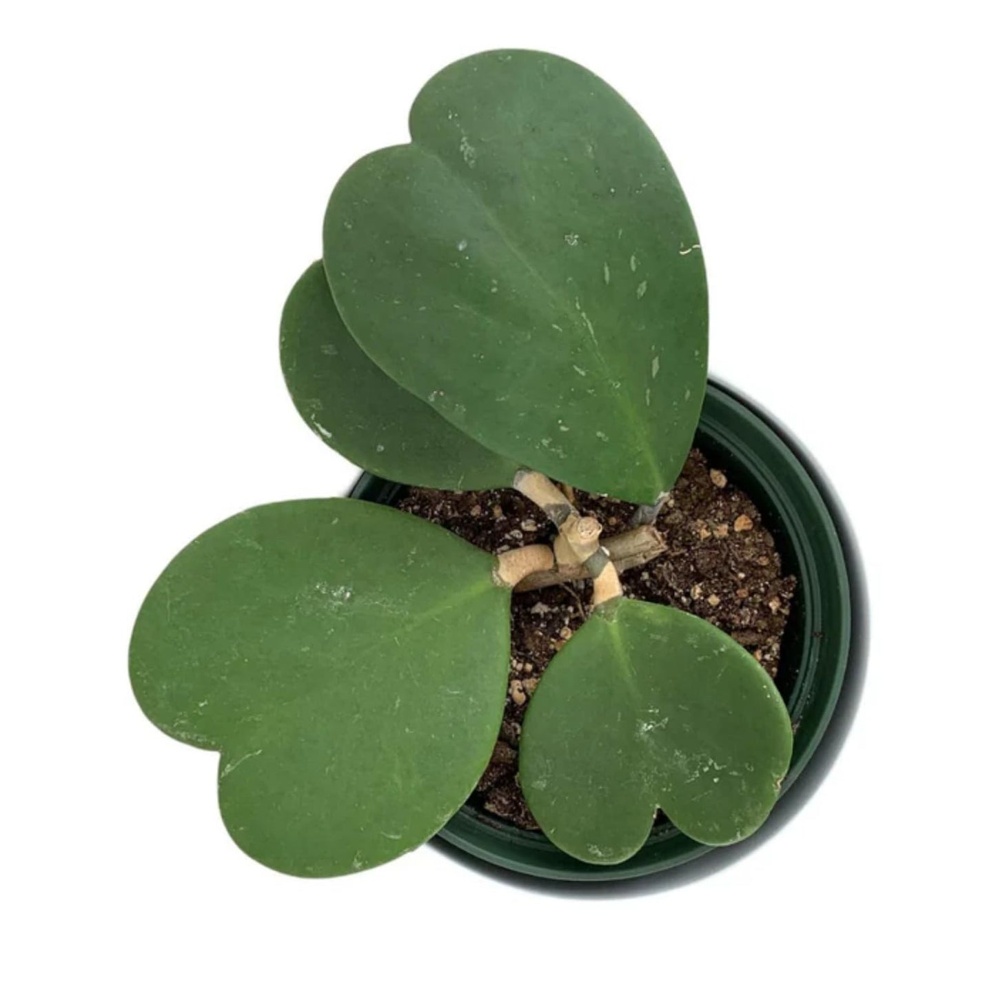 Hoya Kerrii Heart Plant Live, Hoya Plants Live Houseplants for Indoor Outdoor Garden Planting, Large Plants