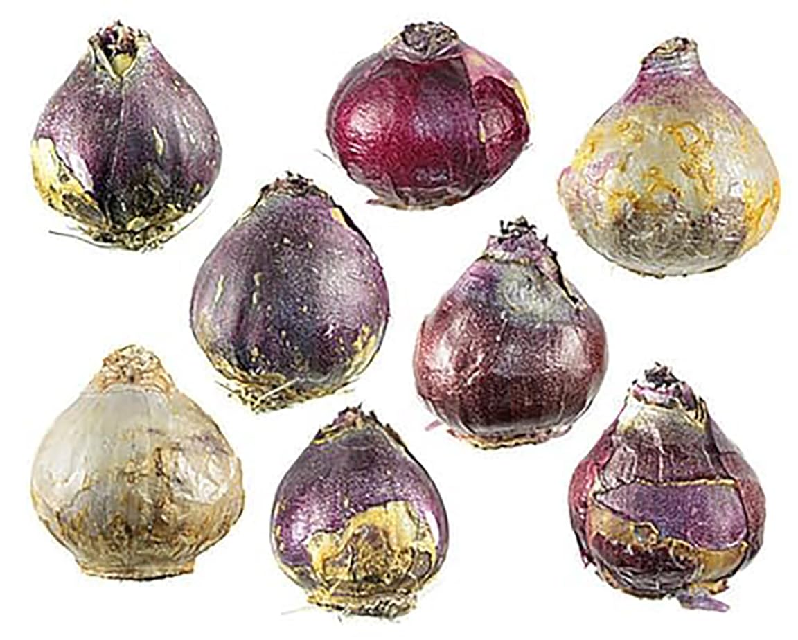 10 Gypsy Queen Hyacinths - Bare Root Bulbs Bulbs Only
