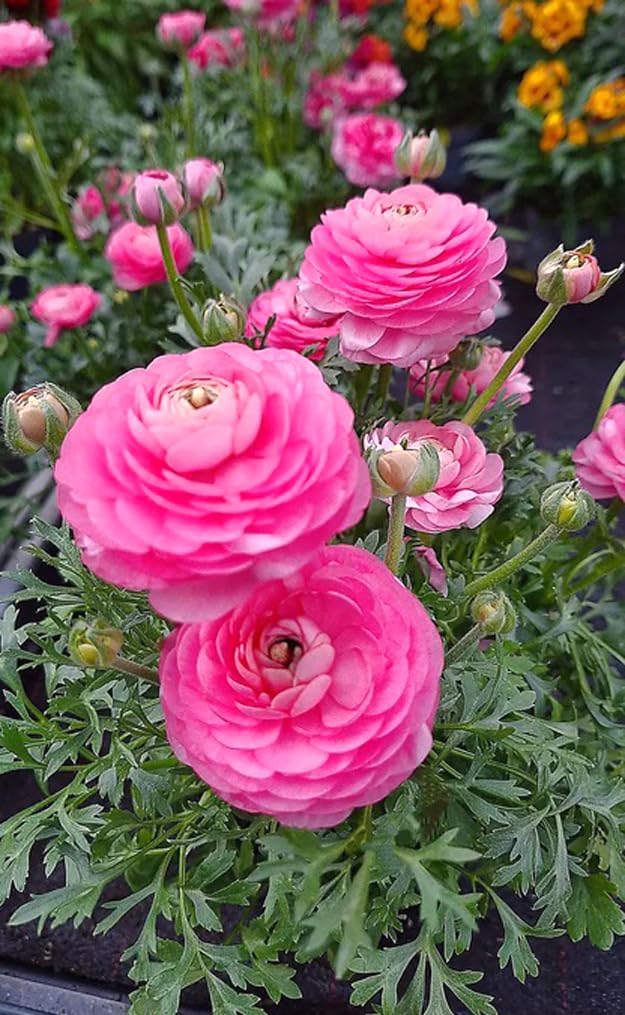 10pcs Pink Ranunculus Bulbs Fall Planting for Spring Blooms Easily Grown Flower Bulbs
