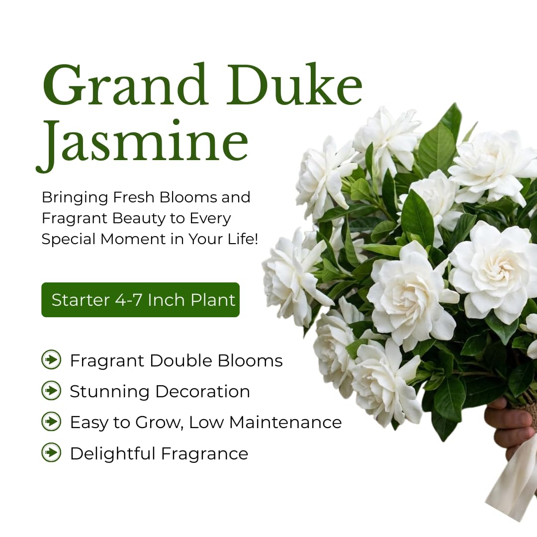 Grand Duke Jasmine Plant Live, Jasminum Sambac, 5–8 Inch Tall, Fragrant Arabian Jasmine, Well-Rooted Starter Plant, Indoor Outdoor Flowering Plant, Easy Care