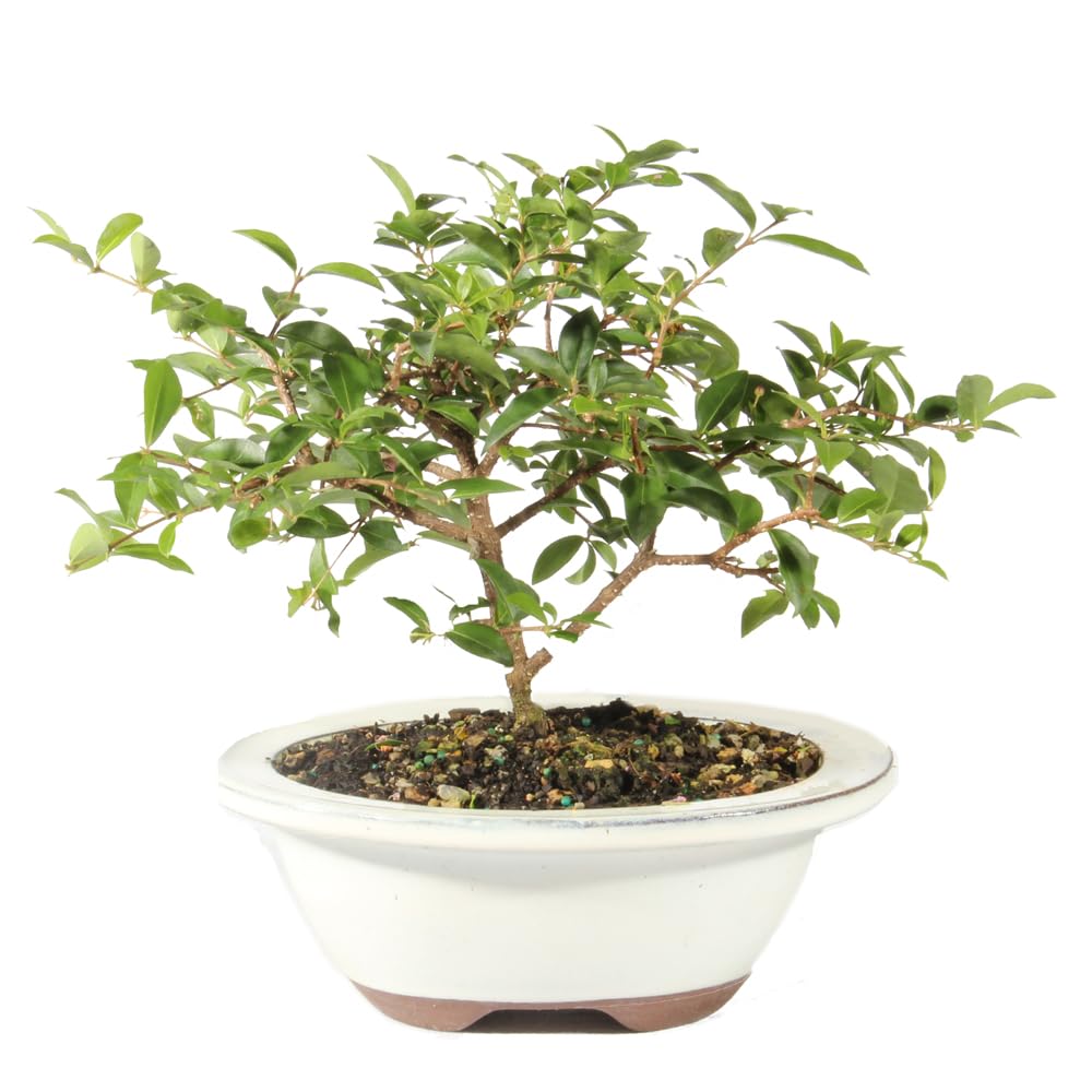 Brussel's Bonsai Live Barbados Cherry Bonsai Tree - Indoor Live Bonsai Tree with Ceramic Bonsai Pot