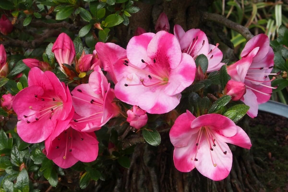 Live Plant - KOBAI 2 Azalea Rhododendron Deciduous Starter Plant Stunning BI-Color Blooms