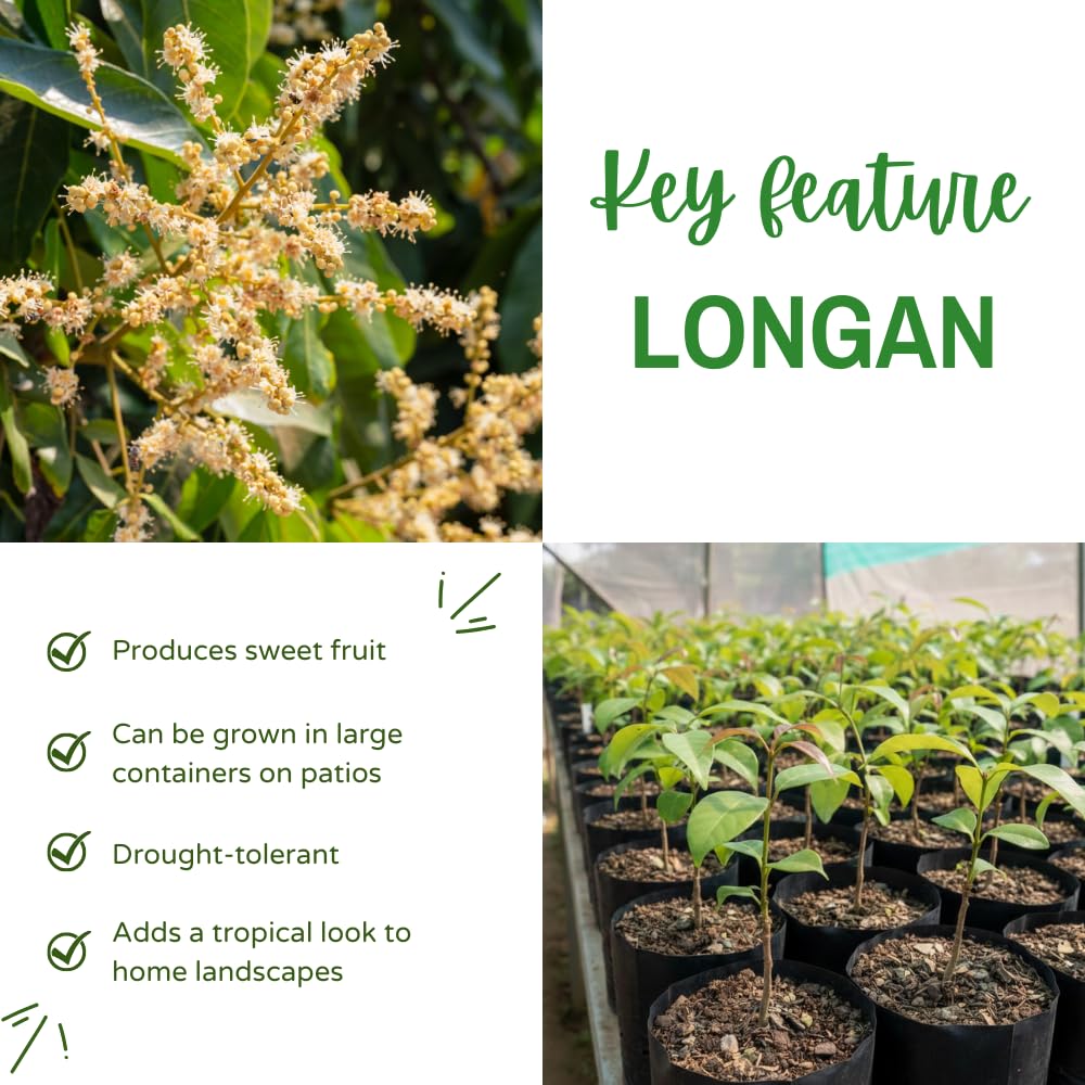 Longan Tree Live Plant, Longan Fruit Tree, 4 Inc Pot, 6 to 8 Inc Tall, Sweet Tropical Fruit for Backyard and Garden