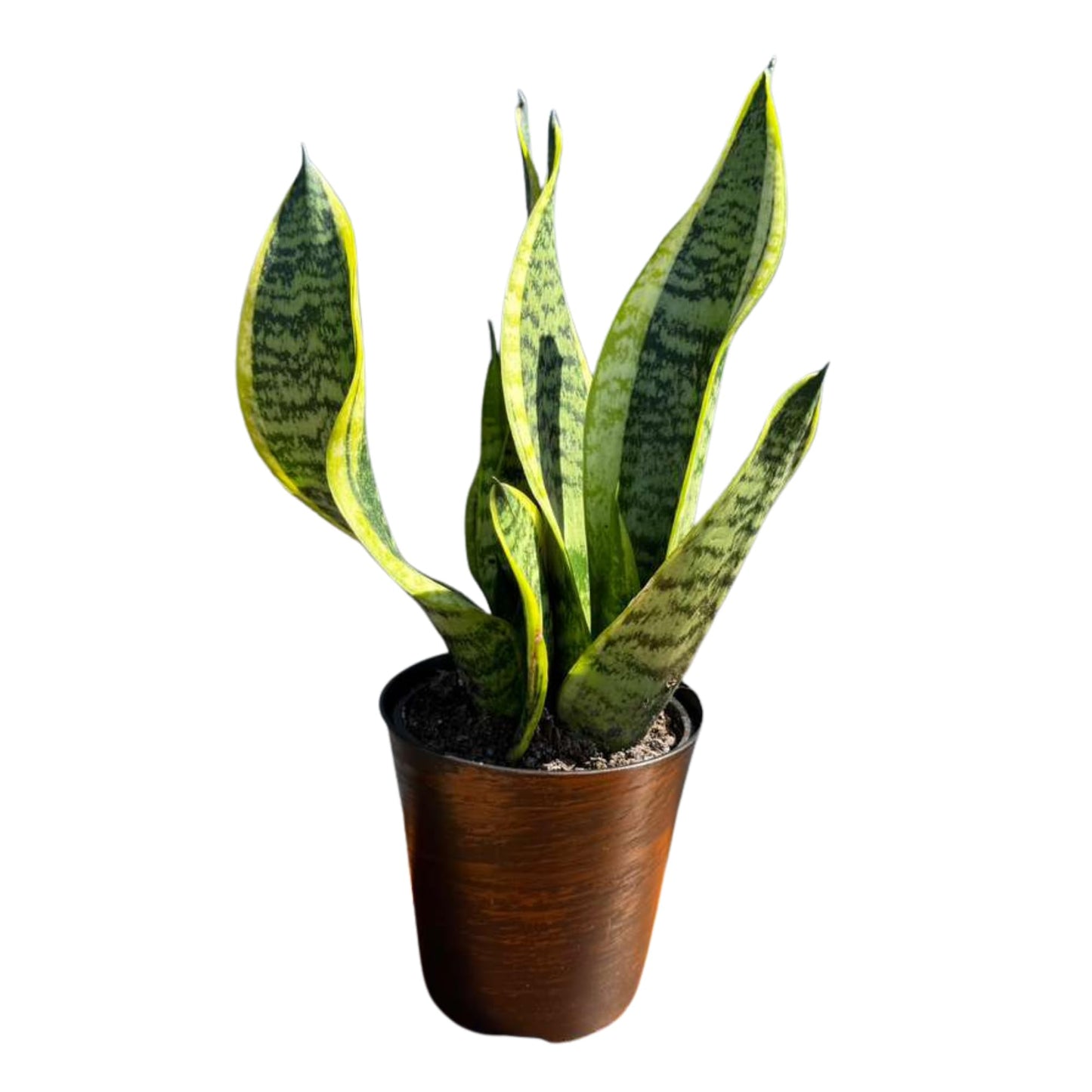 PLANTVERS Sansevieria ‘Laurentii’ in 4" Decorative Pot – Golden Snake Plant – Live Easy Care Succulent – Air Purifying Indoor Plant – Low Maintenance Houseplant for Home or Office