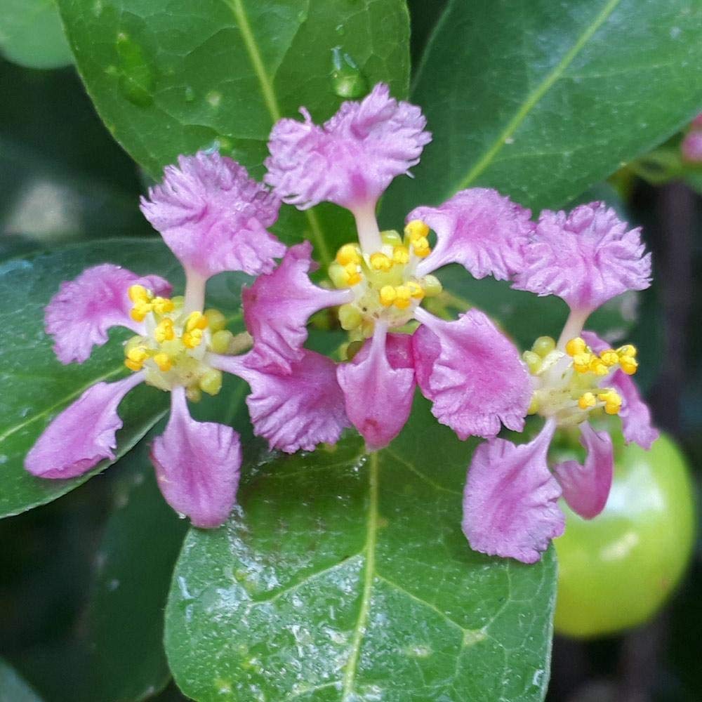 Brighter Blooms - Barbados 'Acerola' Cherry Tree, 3 Gallon - No Shipping to AK, AZ, CA, HI, ID