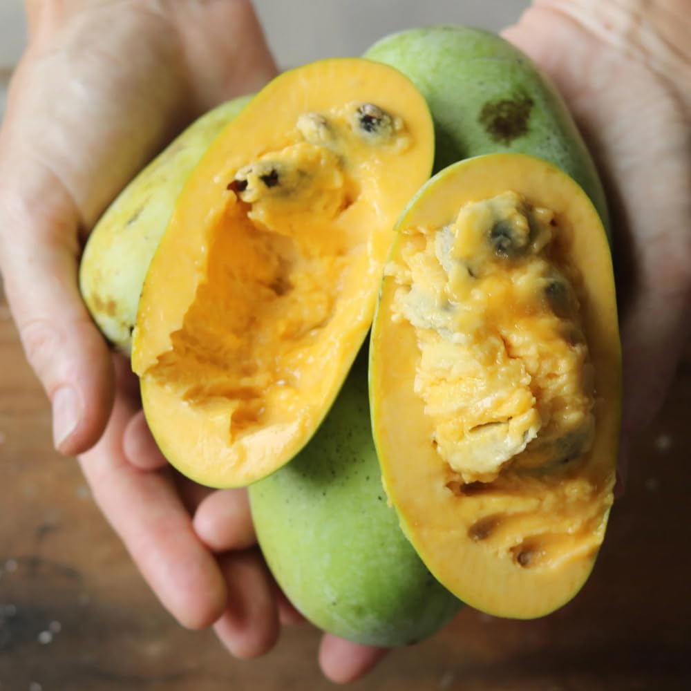 Live Pawpaw Tree 6-15 Inch Tall, Paw Paw Plant for Outdoor Planting, Quart Pot, Cold-Hardy Fruit Tree for Home Orchard