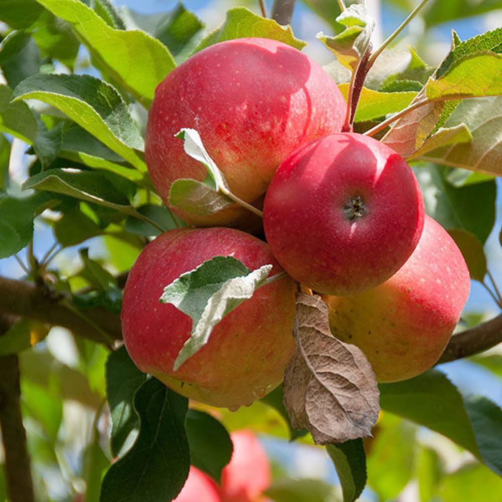 Gala Apple Tree Live Plant 1 to 1.5 Feet Tall, Red Apple Fruit Tree Plant Outdoor Indoor Garden