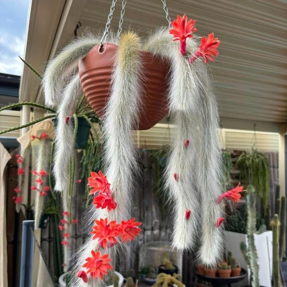 Rare Monkey Tail Cactus Live Plant in 2 Inch Pot, Trailing Cactus Succulent for Indoor Outdoor Planting