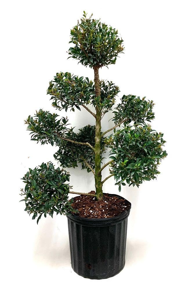 RedCrocus - RedCrocus Dwarf Brush Cherry Eugenia myrtifolia 'Globulus' - Compact Evergreen Shrub for Containers & Gardens, Pet-Friendly, Pollinator Attractant 14" Pot