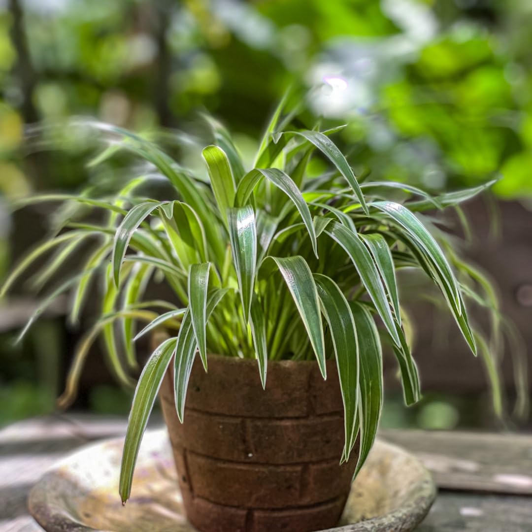 Curly Spider Plant Live, Variegated Houseplant in 4 Inch Pot, Ready to Grow Indoors or Outdoors