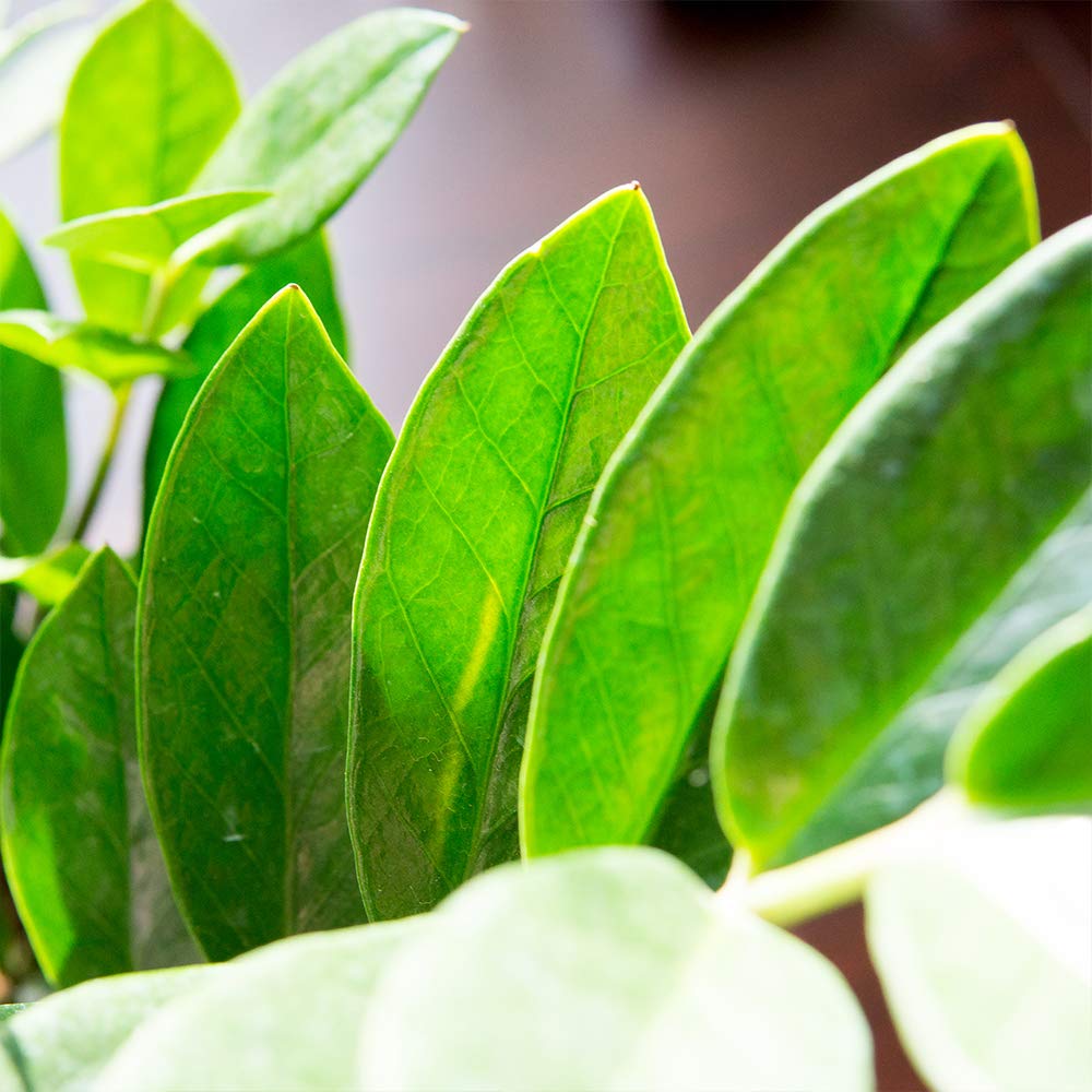 Perfect Plants ZZ Plant - 6 in. Growers Pot | Zamioculcas Zamiifolia | Easy Care Houseplant | Perfect for Moderate to Bright Light Conditions (6 in Grower's Pot)