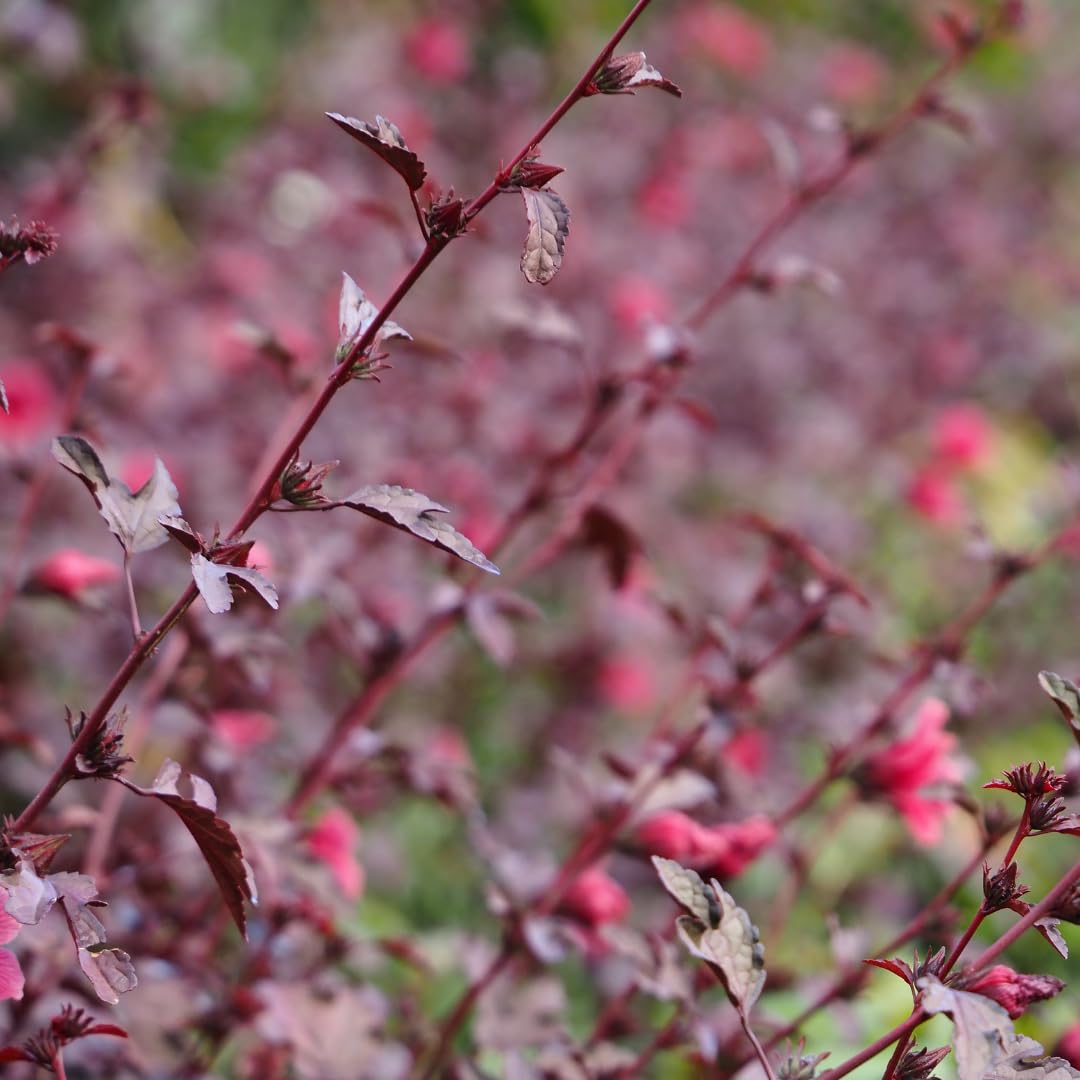 2 Live Cranberry Hibiscus Plants, Ornamental Hibiscus, 4-8 Inches Tall, Ready for Planting