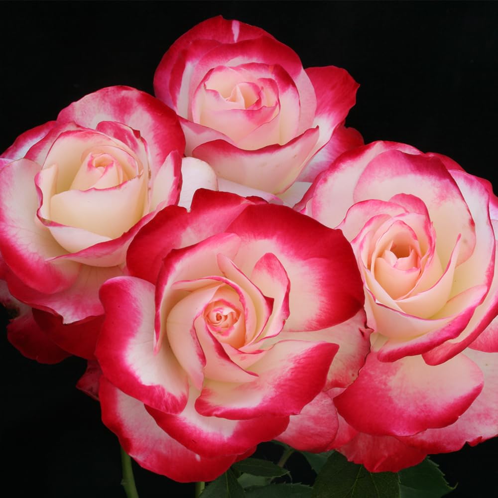 Heirloom Roses Rose Bush Live - Cherry Parfait™ Live Grandiflora Rose Plant for Outdoor Planting