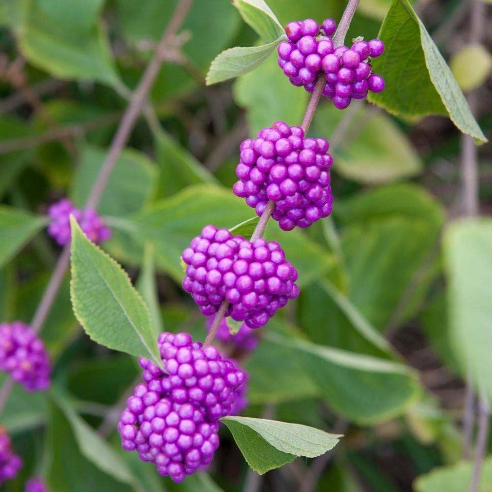 American Beautyberry Shrub/Bush - 4-8" Tall Live Plant - 2.5" Pot - Purple Beauty Berry Seedling - Callicarpa Americana