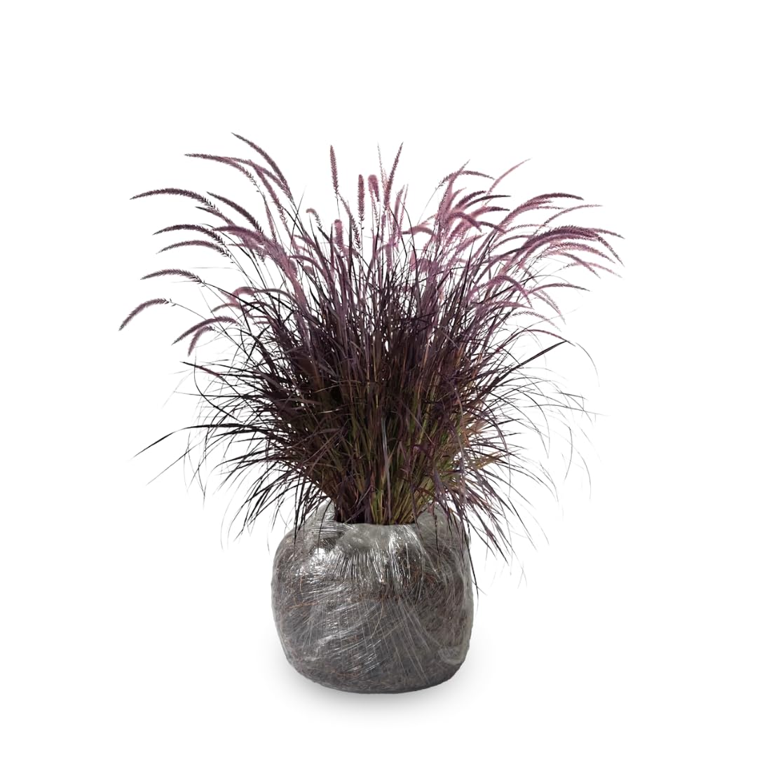 2 Grass Ornamental Grasses Seedlings, Live Grass Perennial Hardy Ornamental Plants, Outdoor Planting, 5-9" Tall (Purple Fountain)