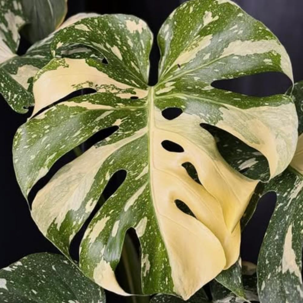 Monstera Plant Live, Monstera Fully Rooted 4-7'' Tall, No Pot, Easy-Care, Fast-Growing Indoor Houseplant (Constellation Monstera)