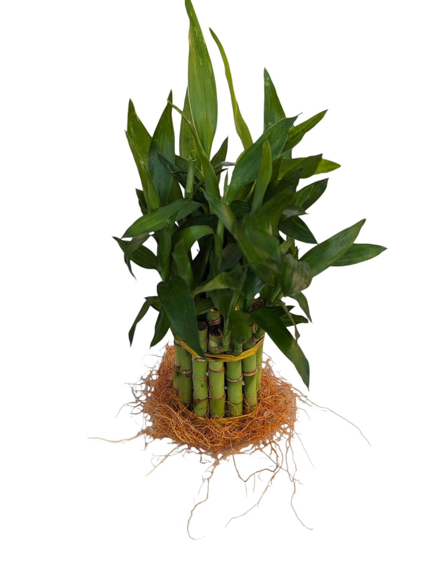 Live Lucky Bamboo Plant, 15 Stalks, Two Tier, Air Purifying, Indoor