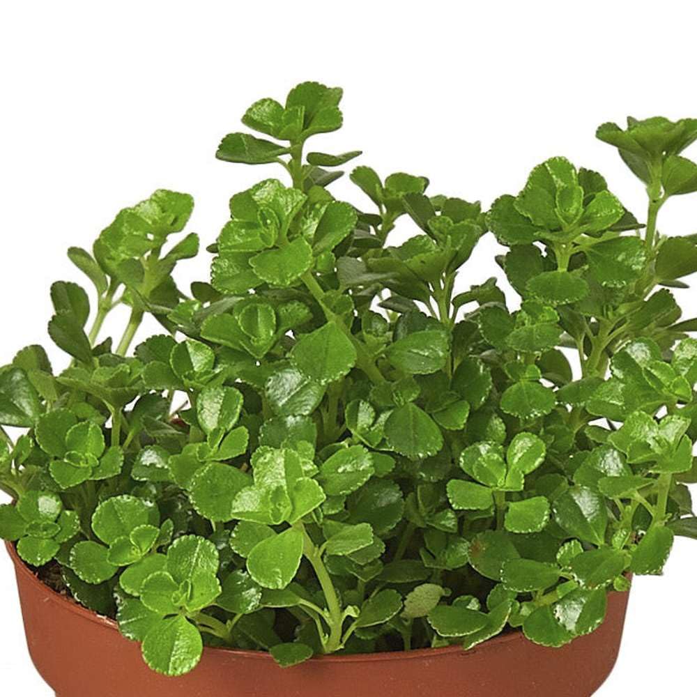 Nettle 'Baby's Tear' Live Plant for Indoor | Different Houseplants in 4'' & 6'' Pot | Real House Plant for Living Room, Office, Desk & Bathroom | Baby tear's