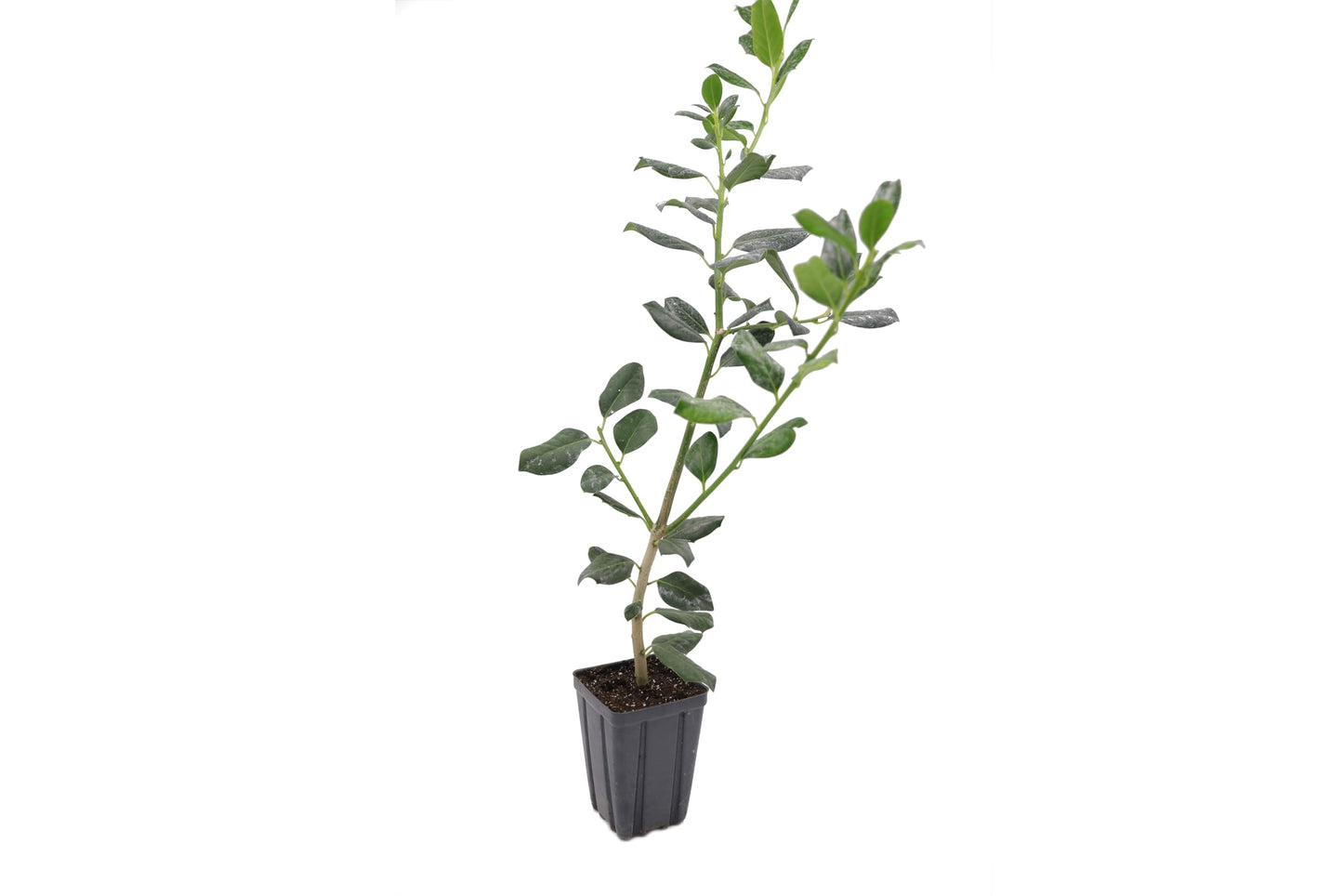 Greenwood Nursery: Live Trees - Nellie R. Stevens Holly Tree + Ilex X - [Qty: 5X 2.5 Pots] - (Click for Other Available Plants/Quantities)