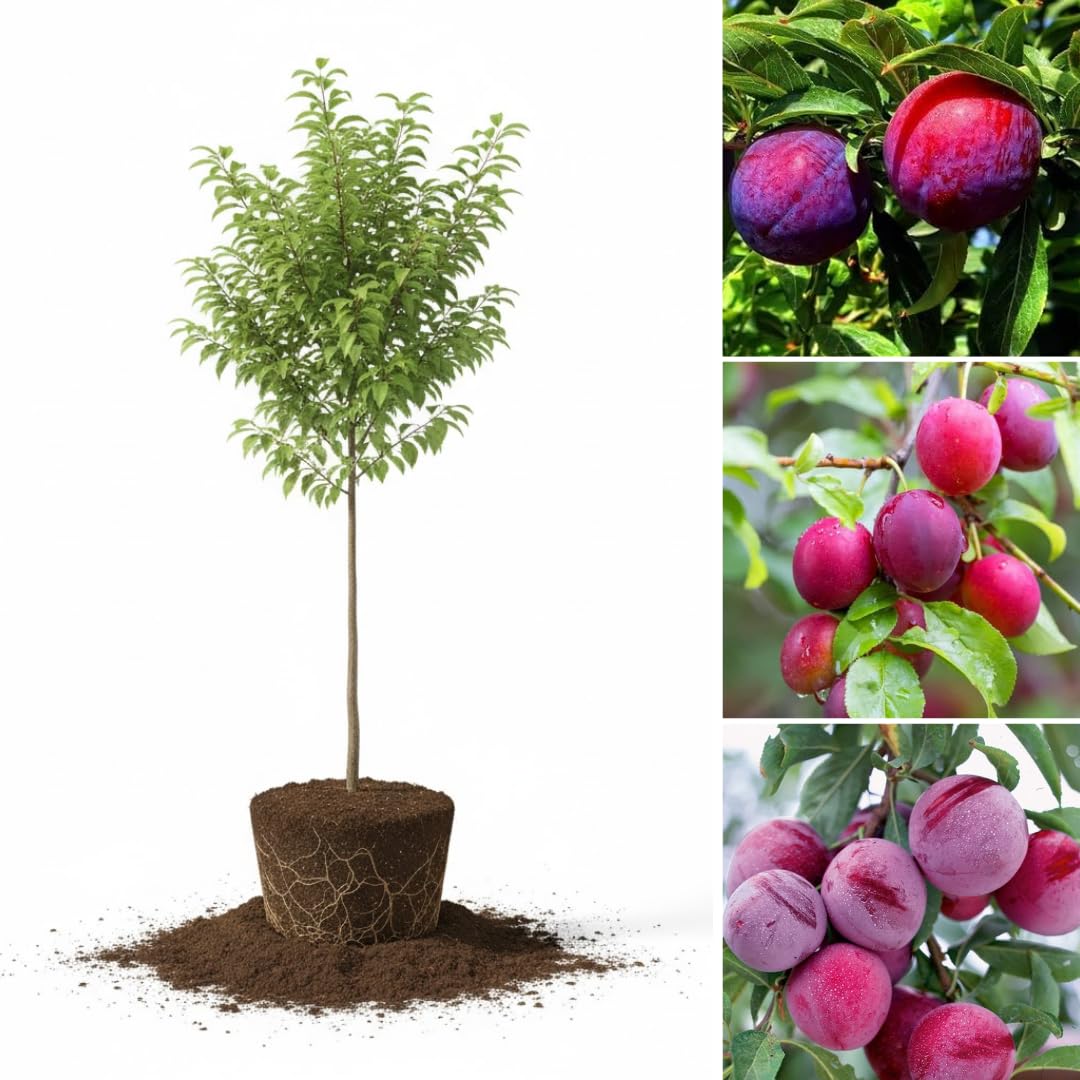 Wild Plum Tree Live Plant Seedling, 12 to 18 Inches in Tall, 1-2 Year Old Well-Rooted for Outdoor Planting, No Pot
