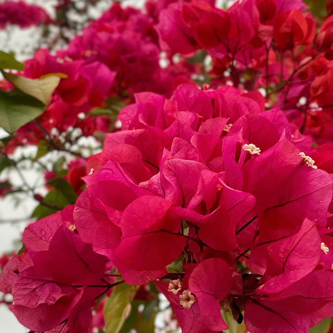 30 Azalea Seeds for Planting, Mixed Color Rhododendron Flower Seeds, Non-GMO Heirloom Azalea Seed for Home Garden Outdoor
