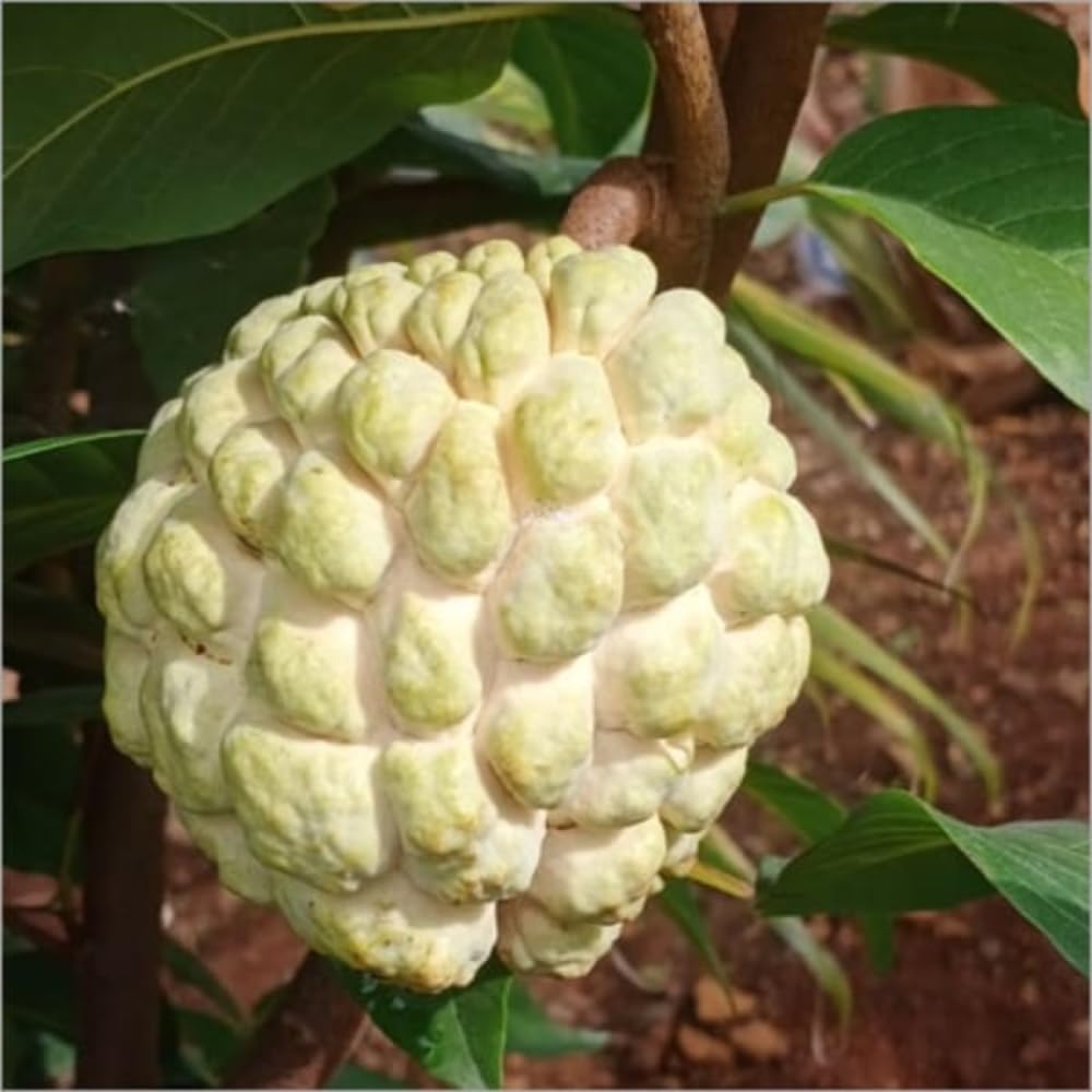 Yellow Sugar Apple Plant Live for Planting 2-3 Feet Tall, 3 Gallon Pot, Annona Squamosa Custard Sugar Apple Tree Live Plant, No Ship to CA