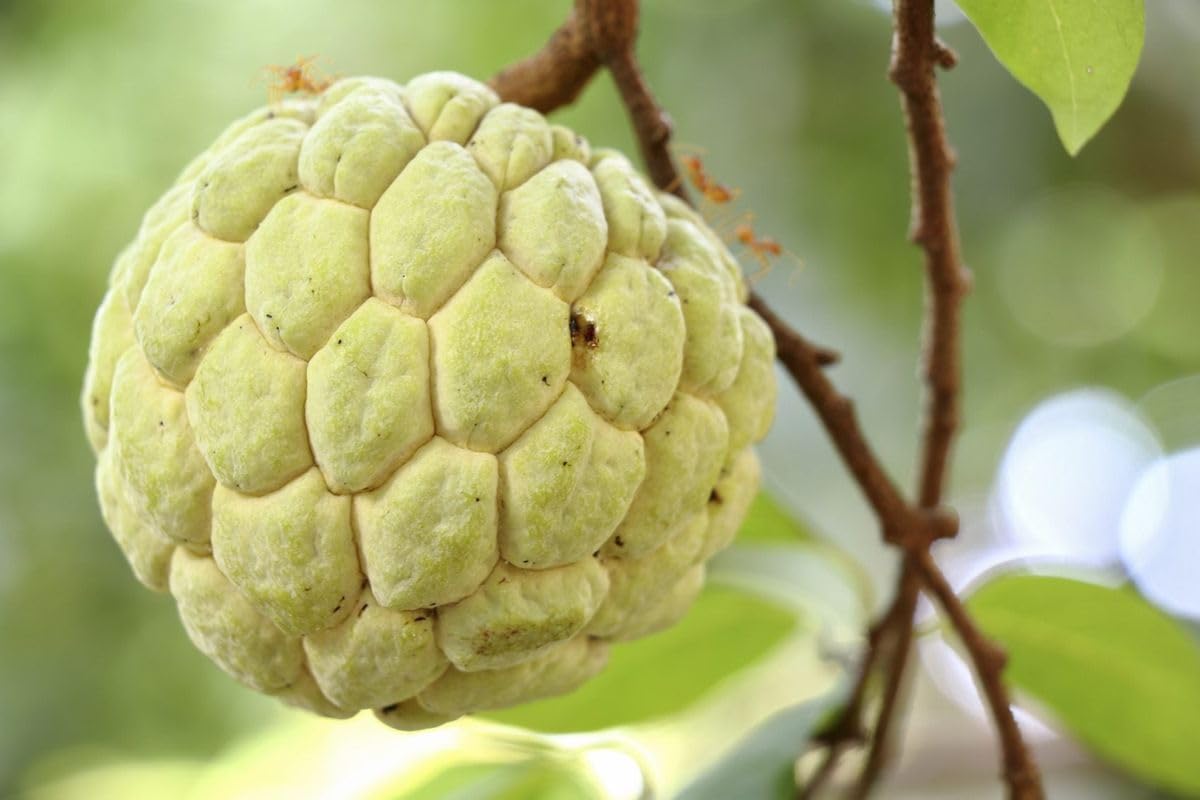 10 Pcs Sugar Apple Seeds (Annona squamosa), High Germination, Non-GMO Custard Apple Seeds for Planting, Easy to Grow Tropical Fruit for Home Gardens, Pots & Outdoor Orchards