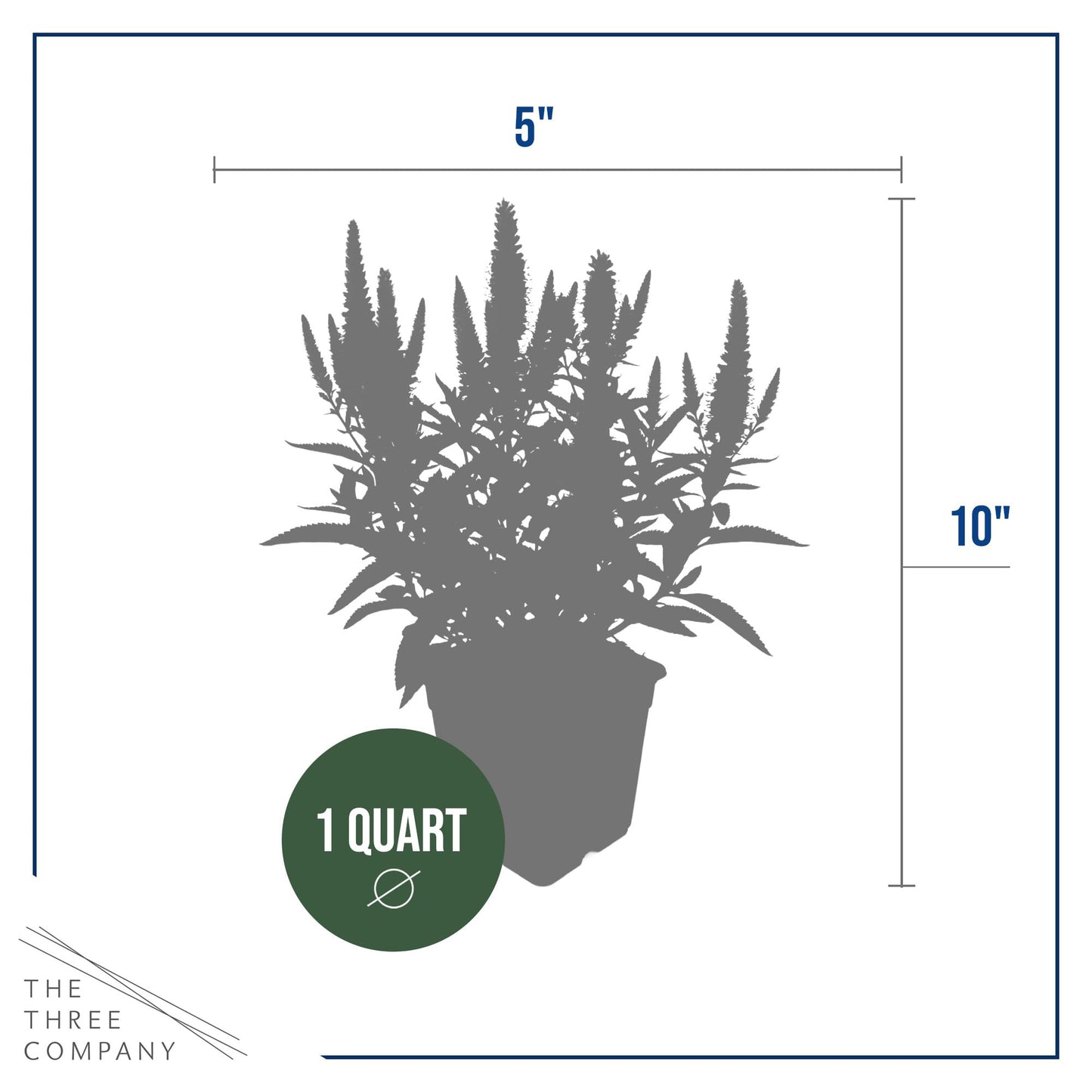 Live Veronica Speedwell 2-Pack – Skyward Lilac – Upright Sun Perennial, Pollinator Friendly, 10” Tall, 1 Qt Pot