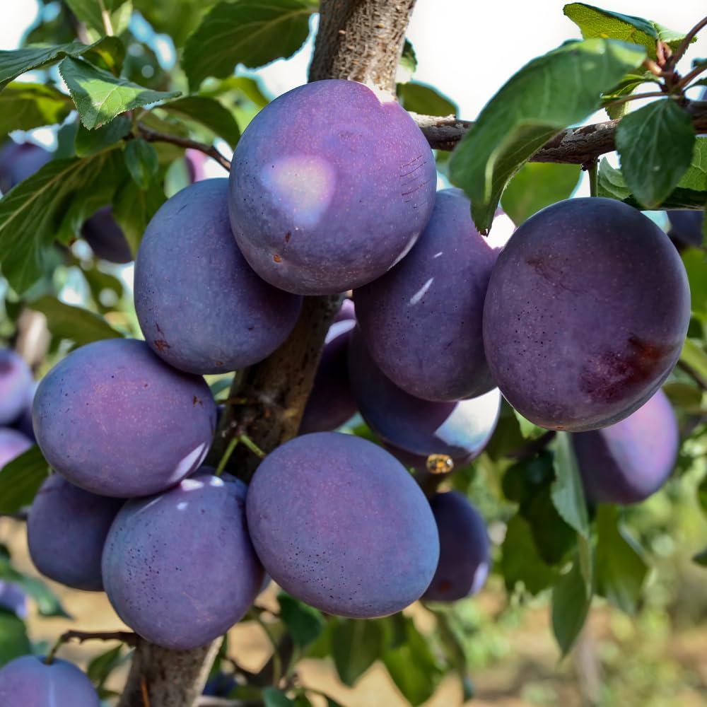Methley Plum Trees Live Plants, Live Plum Tree in 3 Gal Pot, Large Plant from 3 Feet Tall, Sweet and Juice Fruit for Outdoor Gardening, No Ship to CA