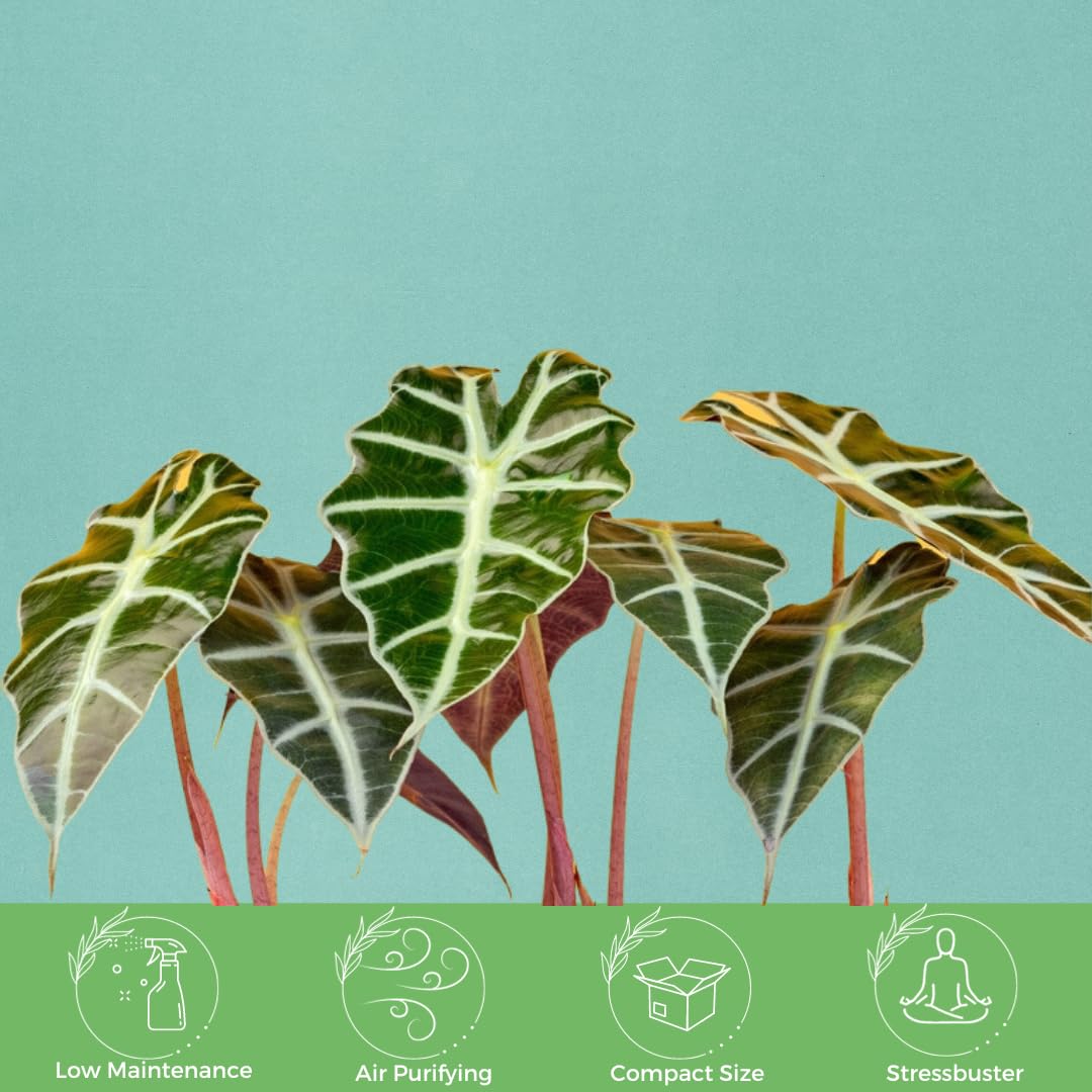 American Plant Exchange Alocasia Polly African Mask – 6-Inch with Pot – Live Easy Care Tropical Houseplant, Air Purifying Foliage for Home, Office, or Indoor Garden Decor