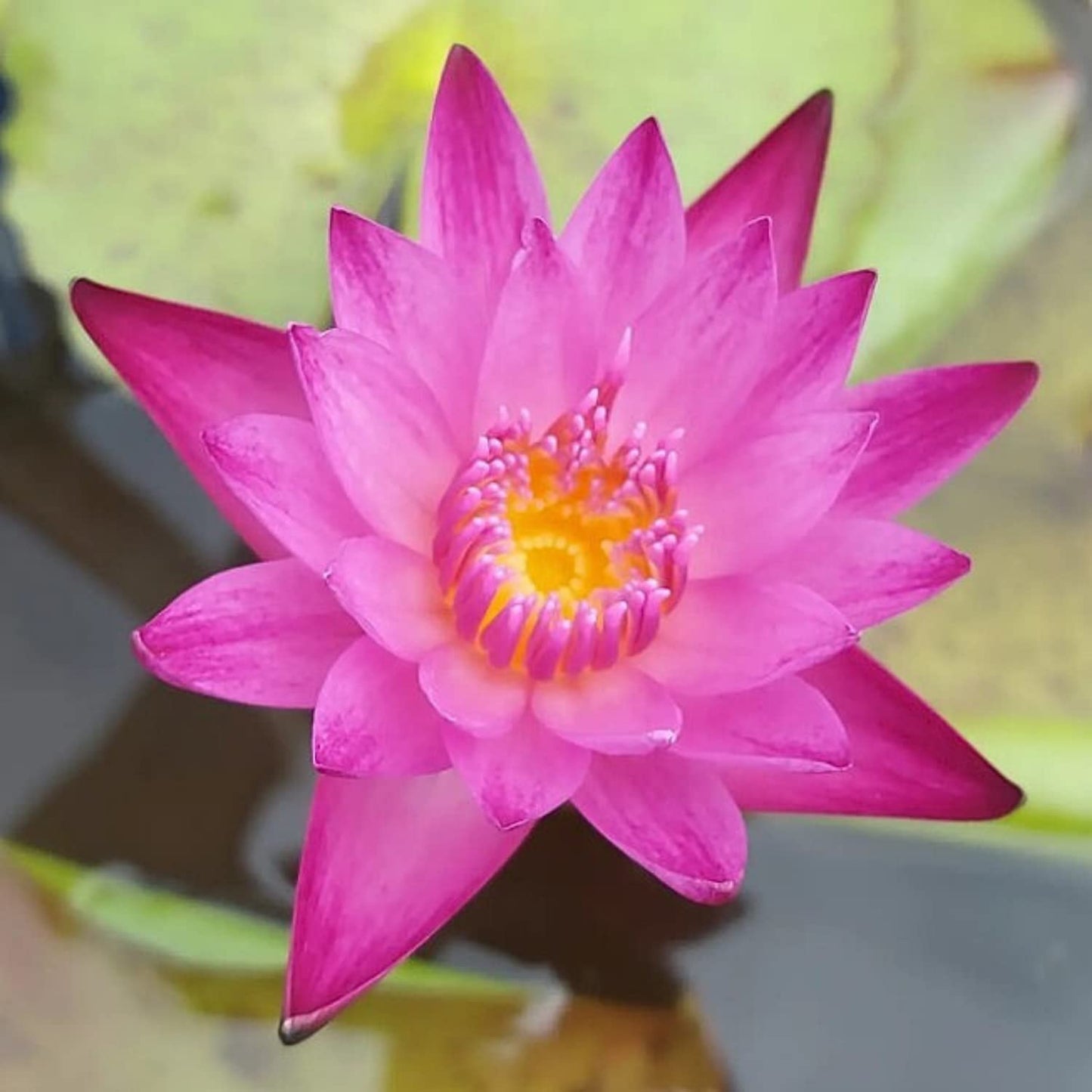 Mainam Mix Colorful Tropical Water Lily Tuber Live Aquarium Plant for Freshwater Fish Pond Balcony Buy 2 GET Fertilizer Free (Red Nymphaea Dang Ma Miew)