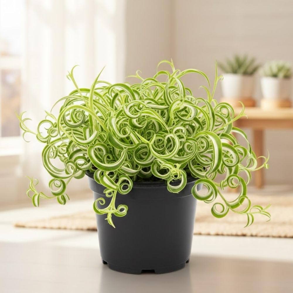 Variegated Curly Spider Live Plant 2" Pot, Spider Plants, Chlorophytum Curly Spider Airplane Plants for Planting Indoor Outdoor