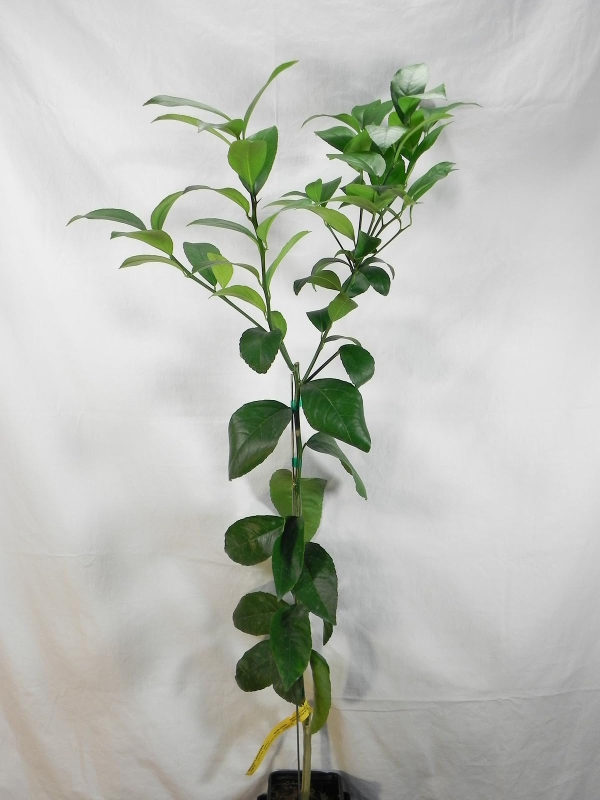 Live Plant - Meyer Lemon Tree - 26-30" Tall - Live Fruit Plant - Gallon Pot - Citrus × meyeri
