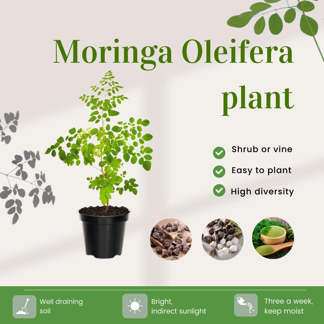 2 Moringa Trees Live Plants, Moringa Oleifera Plants, 4 to 6 Inc Tall, Easy to Plant Outdoor Gardening