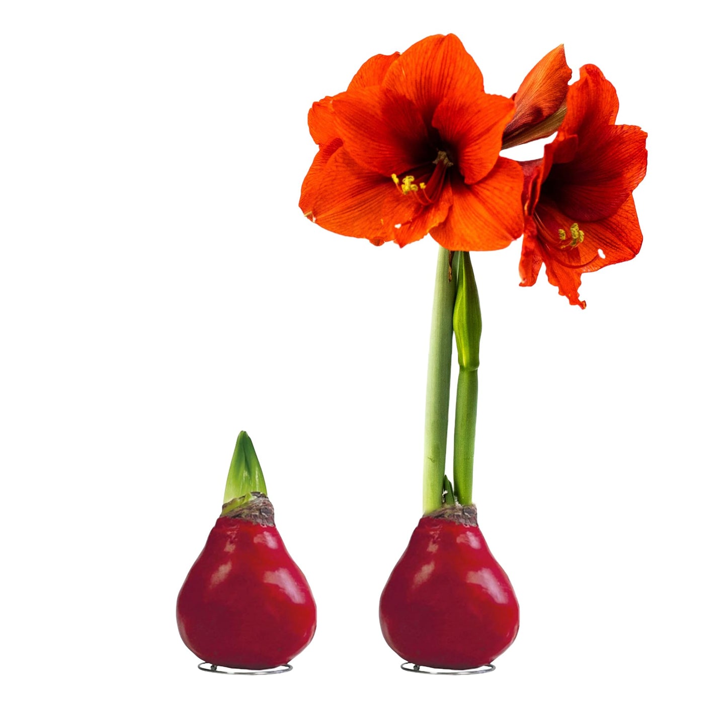 Waxed Amaryllis Bulb – Red Wax with Red Blooms – Live Holiday Gift Plant, Easy Care, No Watering Needed